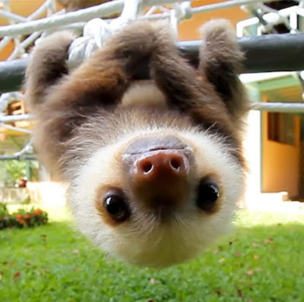 Meet your Posher, Sami